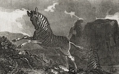 Quagga